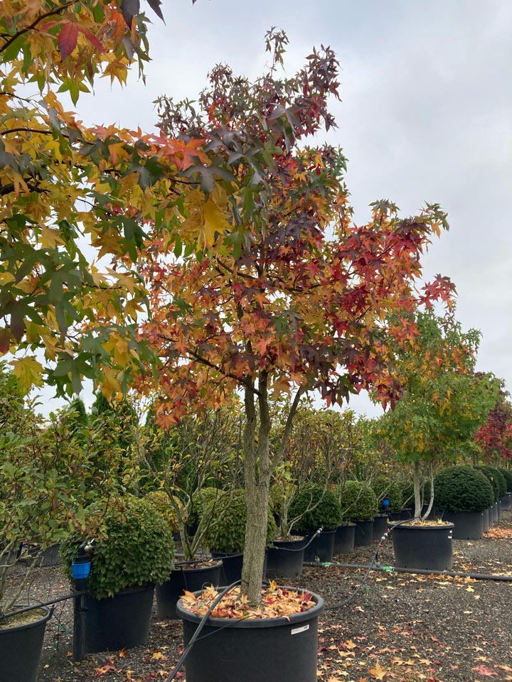 Liquidambar styraciflua Amberboom hoogte 400/450 cm in container