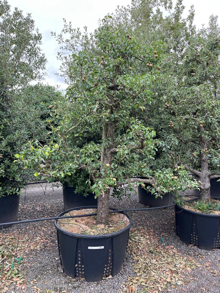 Pyrus communis Doyenne du Comice Peer ‘Doyenné du Comice’ hoogte 200/250 cm in container