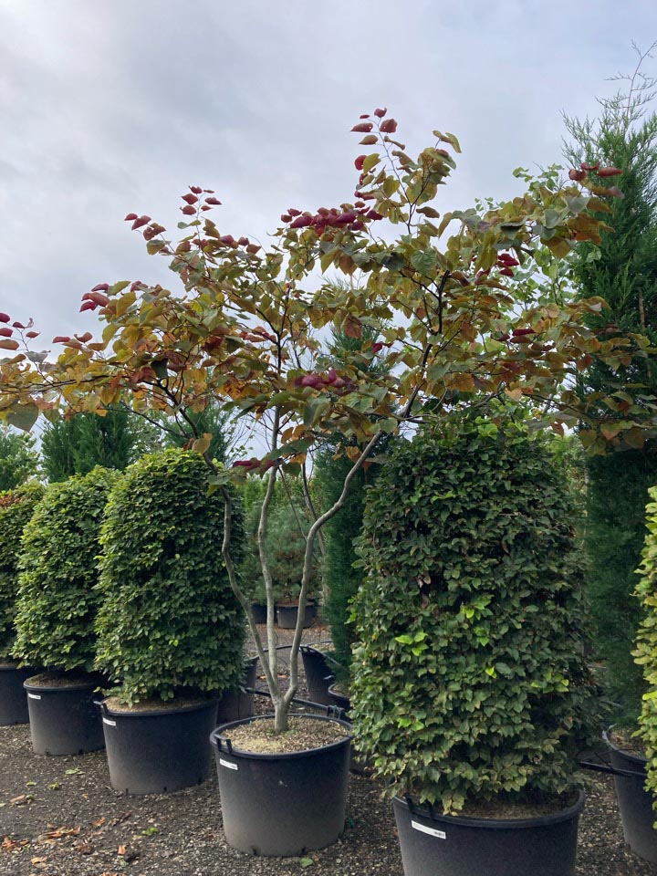 Cercis canadensis Forest Pansy Judasboom ‘Forest Pansy’ hoogte 250/300 cm in container