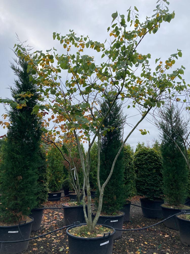Cercis canadensis Amerikaanse judasboom hoogte 300/350 cm in container