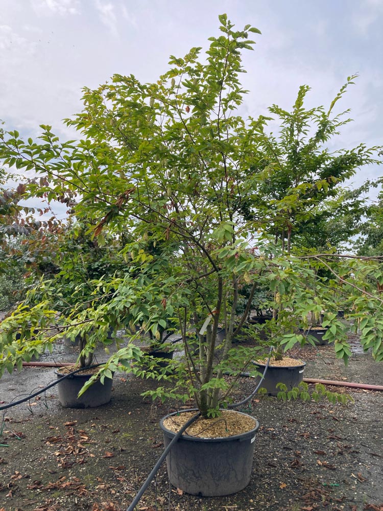 Carpinus japonica Japanse haagbeuk hoogte 200/250 cm in container