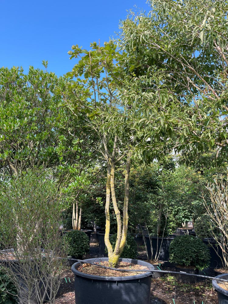 Quercus dent. 'Carl Ferris Miller' Eik ‘Carl Ferris Miller’ hoogte 400/450 cm in container