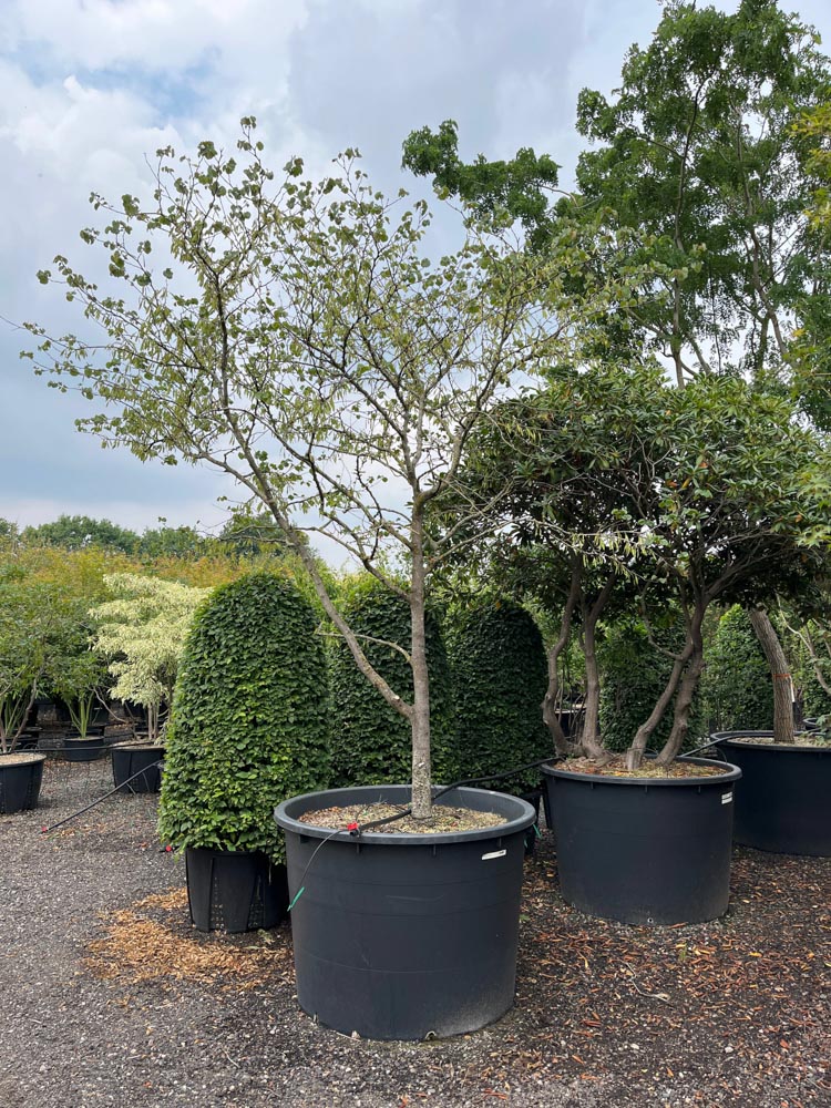 Cercis siliquastrum arbre de Judée hauteur 300/350 cm en conteneur