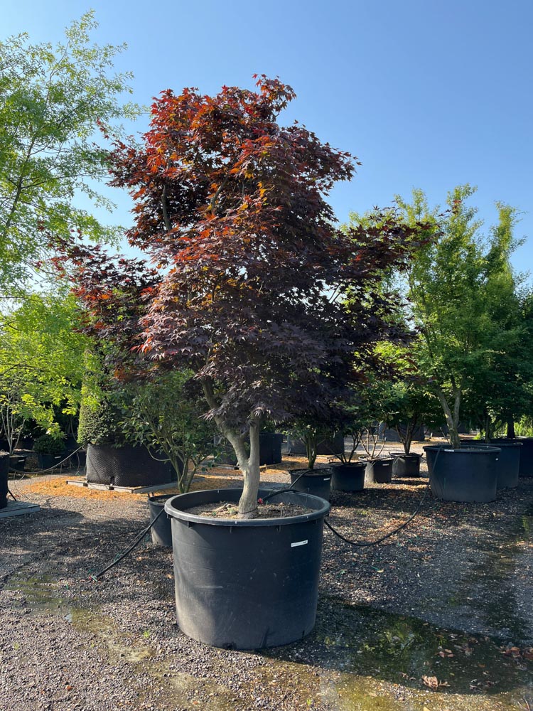 Acer palmatum Bloodgood Japanse esdoorn ‘Bloodgood’ hoogte 300/350 cm in container