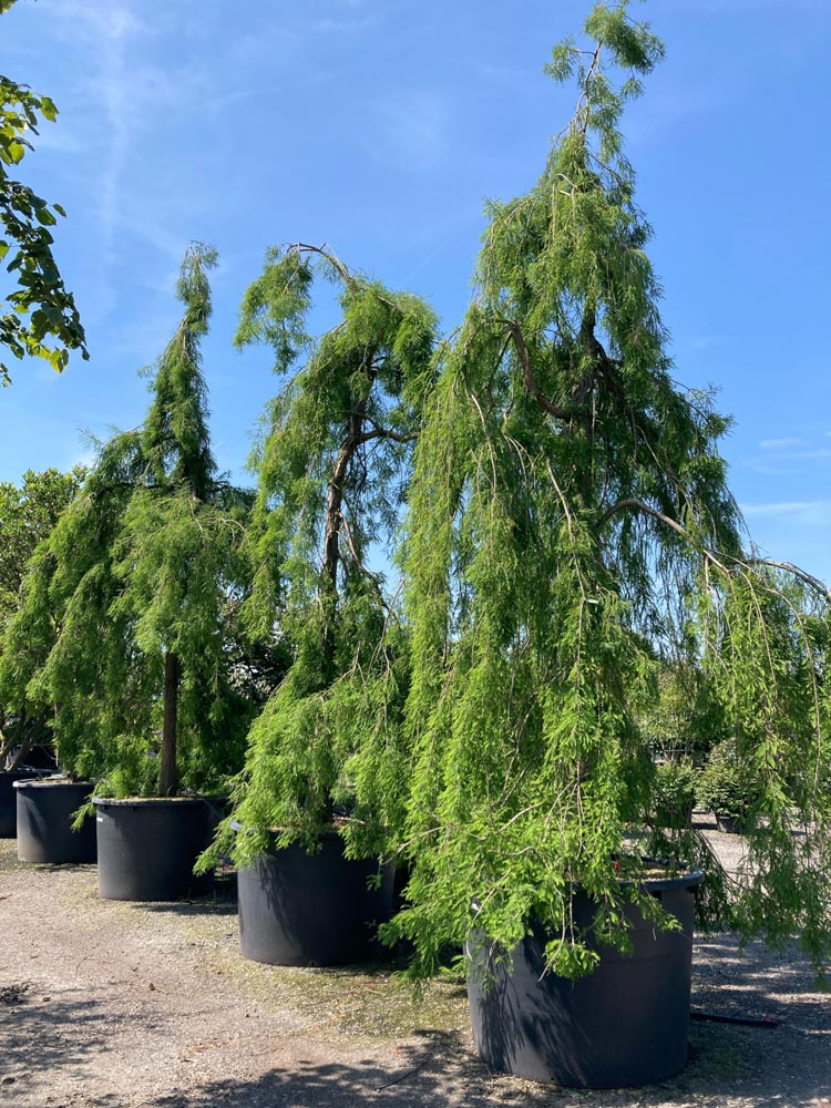 Taxodium distichum 'Cascade Falls' Treurmoerascipres ‘Cascade Falls’ hoogte 500/600 cm in container
