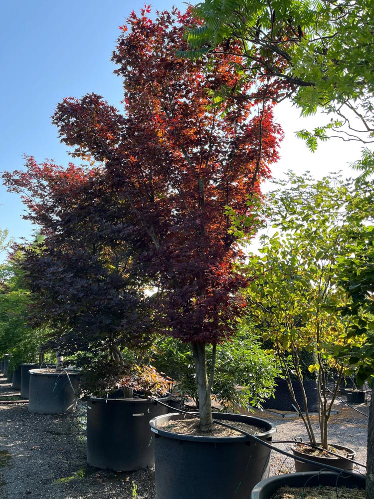 Acer palmatum Fireglow Japanse esdoorn ‘Fireglow’ hoogte 400/450 cm in container