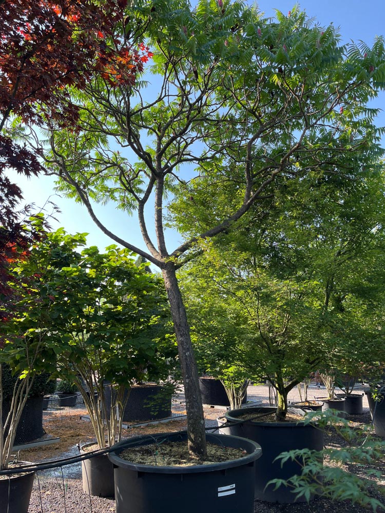 Rhus typhina Fluweelboom diameter 45-50 cm in container