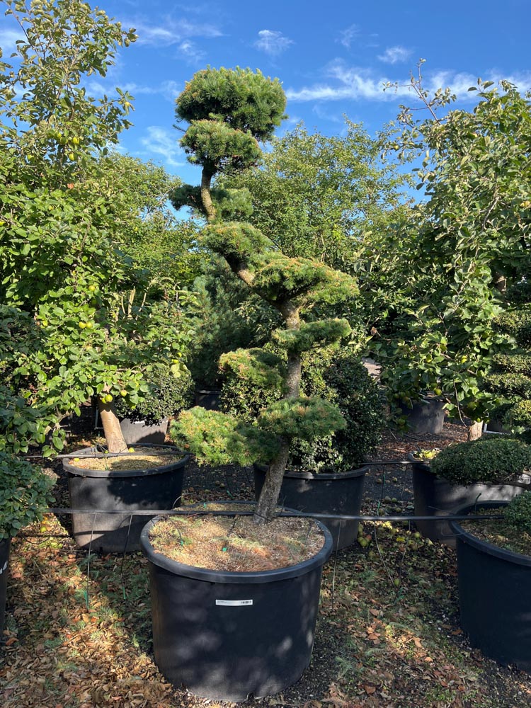 Larix kaempferi Japanse lariks hoogte 250 cm in container
