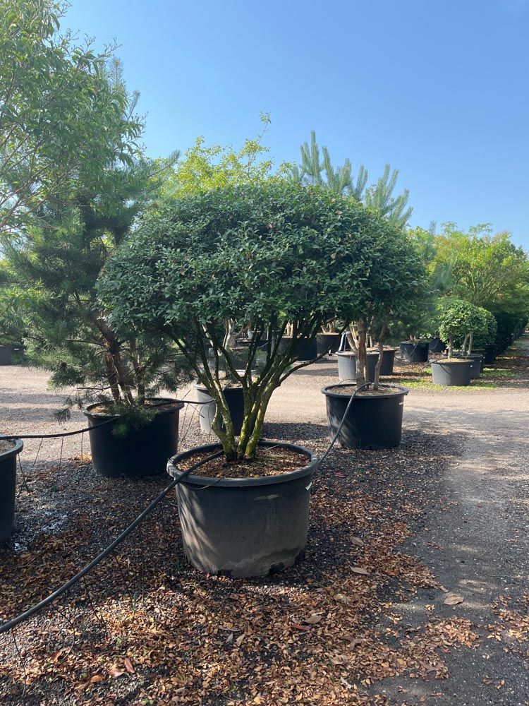 Osmanthus burkwoodii Schijnhulst ‘Burkwoodii’ hoogte 175/200 cm in container