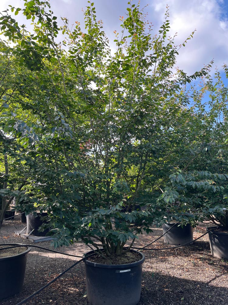 Sycoparrotia semidecidua Bois de fer semi-persistant hauteur 400/450 cm en conteneur