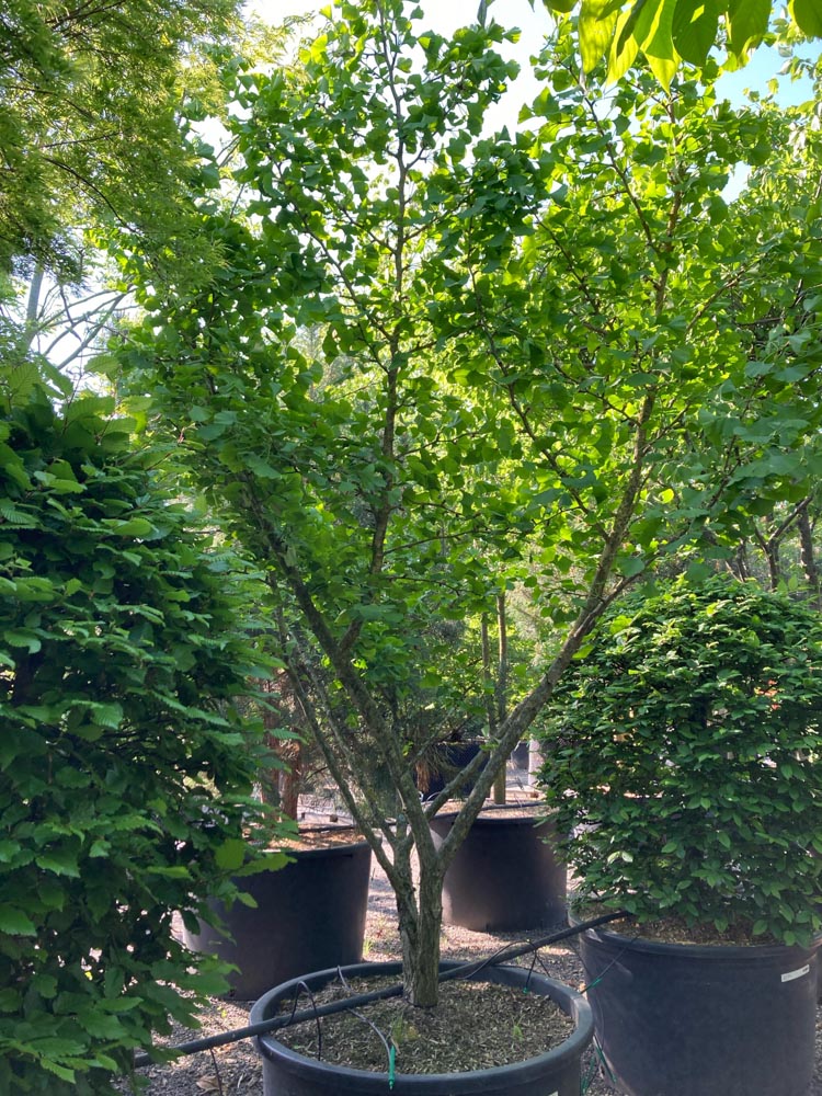 Ginkgo bil. 'Golden Globe' Ginkgo ‘Golden Globe’ hoogte 250/300 cm in container