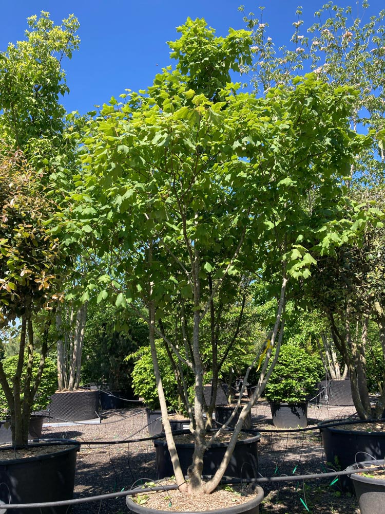 Acer opalus Italiaanse esdoorn hoogte 300/350 cm in container