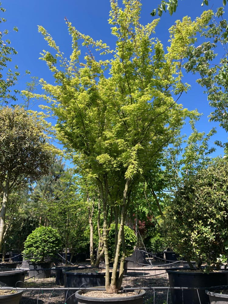 Acer p. 'Butterfly' Japanse esdoorn ‘Butterfly’ hoogte 350/400 cm in container
