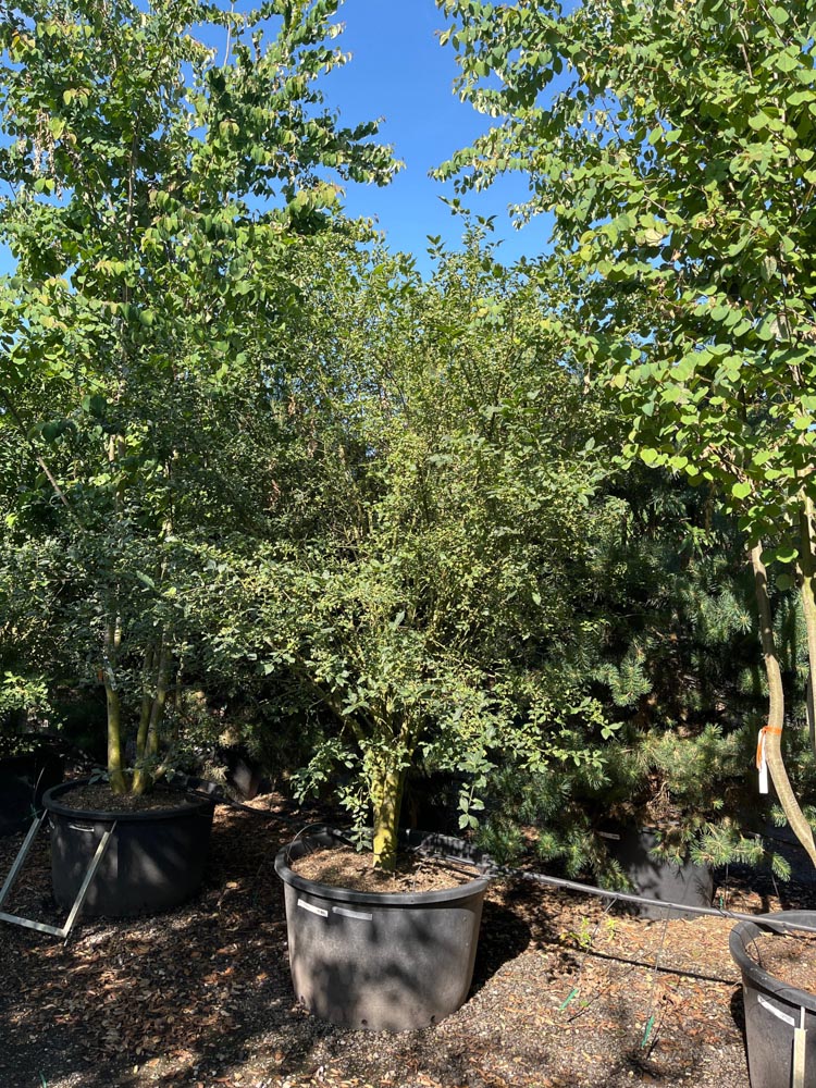 Euonymus europaeus Wilde kardinaalsmuts hoogte 250/300 cm in container