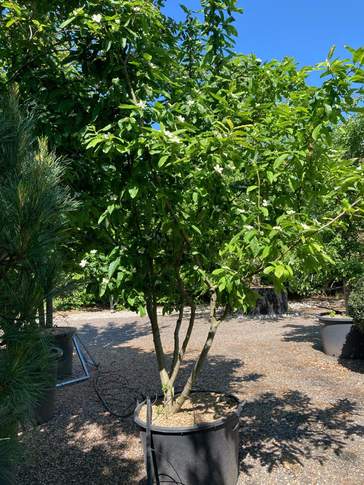 Mespilus g. 'Westerveld' Nèfle ‘Westerveld’ hauteur 200/250 cm en conteneur