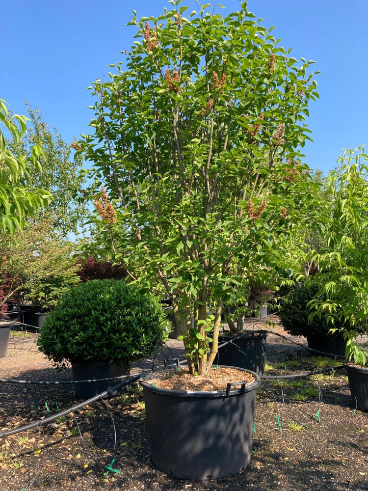 Syringa vulgaris Michael Buchner Sering ‘Michael Buchner’ hoogte 200/250 cm in container