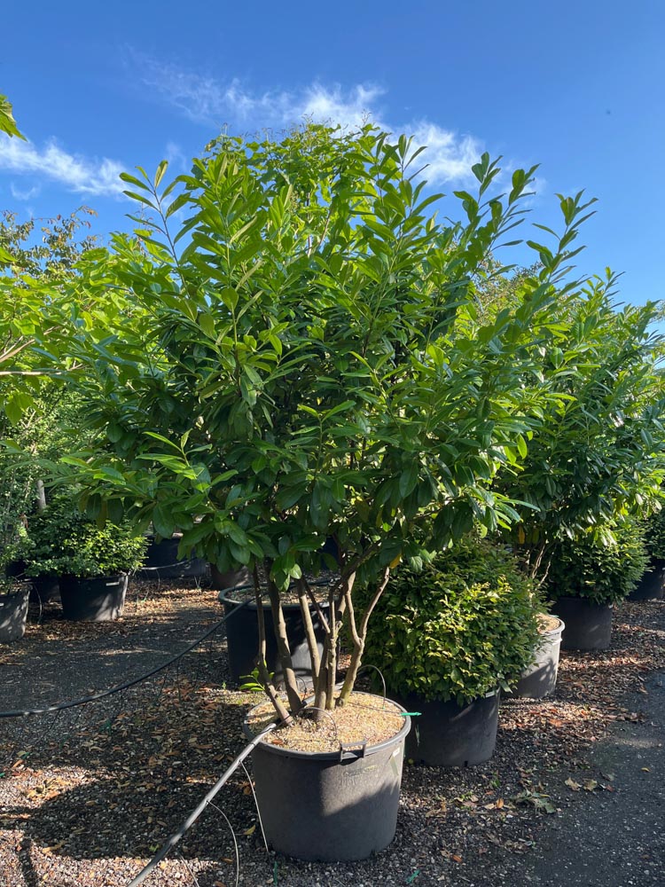 Prunus laurocerasus Novita Laurierkers ‘Novita’ hoogte 200/250 cm in container