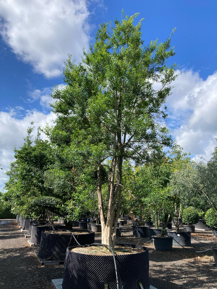 Ilex attenuata 'Foster No 2' Hulst ‘Foster No 2’ hoogte 600/700 cm in container