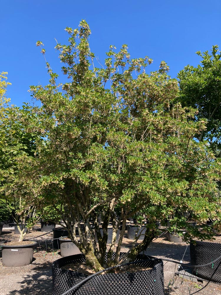Enkianthus campanulatus Klokjesboom hoogte 300/350 cm in container