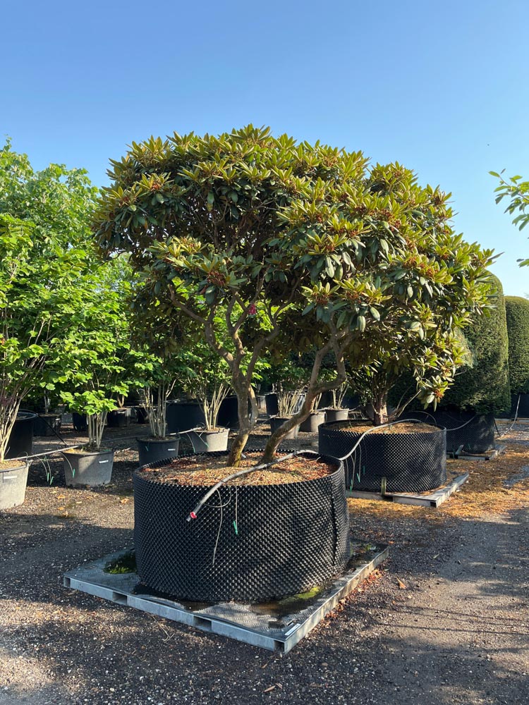 Rhododendron (Y) 'Kalinka' Rhododendron ‘Kalinka’ hoogte 250/275 cm in container