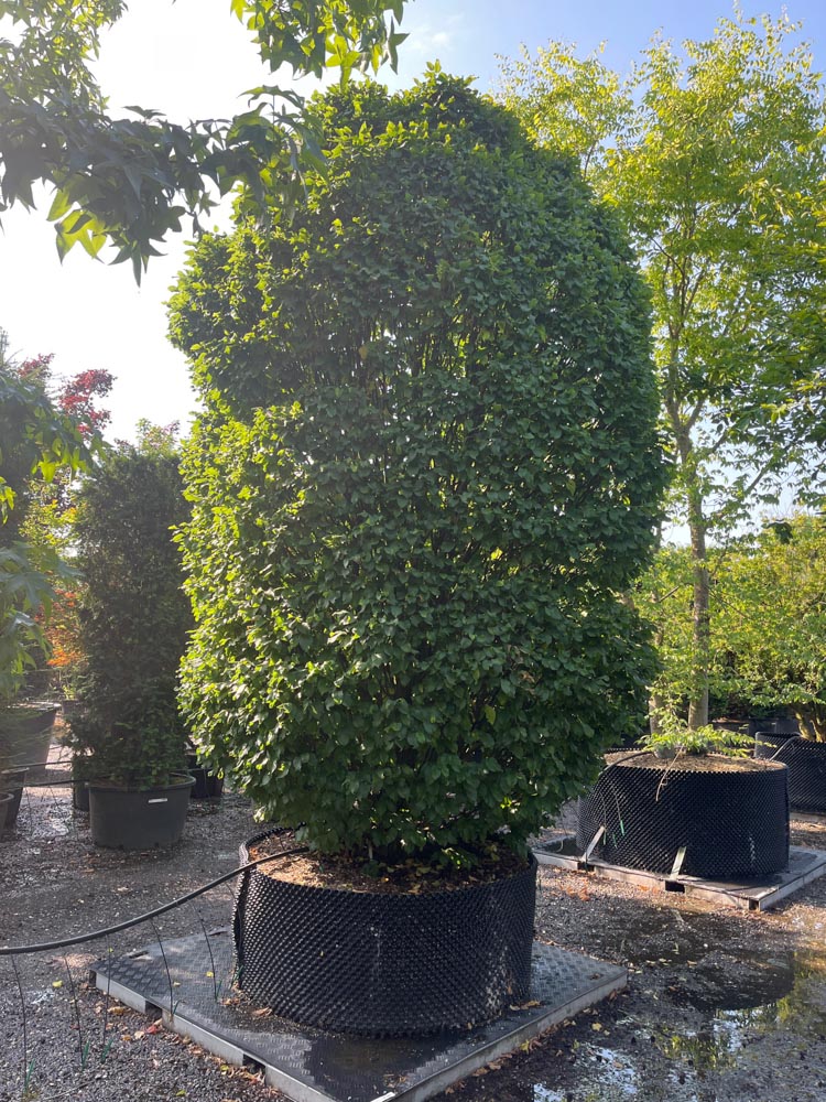 Carpinus betulus Monumentalis Narrow upright hornbeam height 400/450 cm in container
