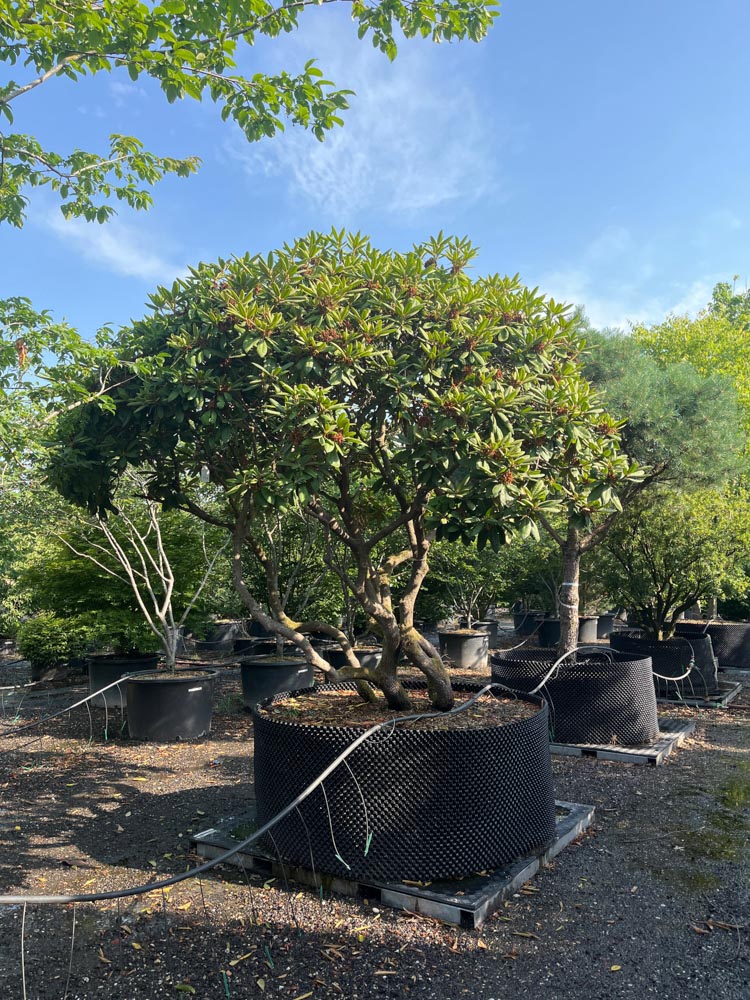 Rhododendron 'Catharine van Tol' Rhododendron ‘Catharine van Tol’ hoogte 250/300 cm in container