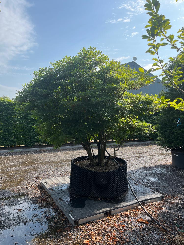 Rhododendron (AP) 'Pallas' Rhododendron ‘Pallas’ hoogte 200/250 cm in container