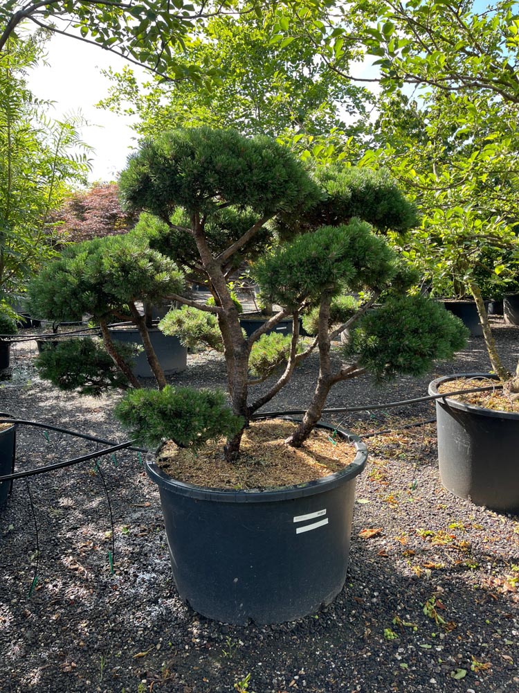 Pinus mugo 'Mops' Dwergbergden ‘Mops’ hoogte 125/150 cm in container