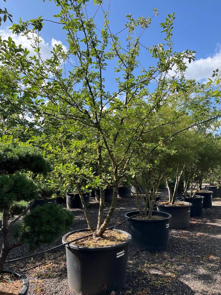 Malus 'Butterball' Sierappel ‘Butterball’ hoogte 300/350 cm in container