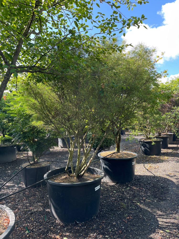 Frangula alnus 'Aspleniifolia' Varenbladige vuilboom hoogte 250/300 cm in container