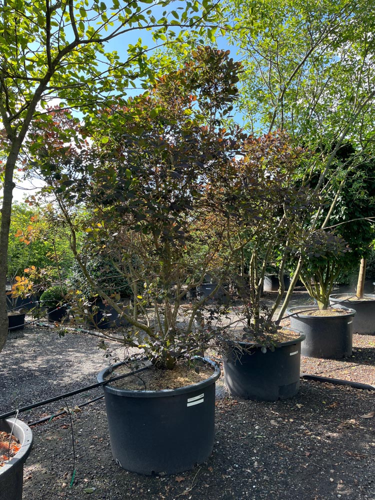 Cotinus coggygria Royal Purple Arbre à perruque ‘Royal Purple’ hauteur 200/250 cm en conteneur