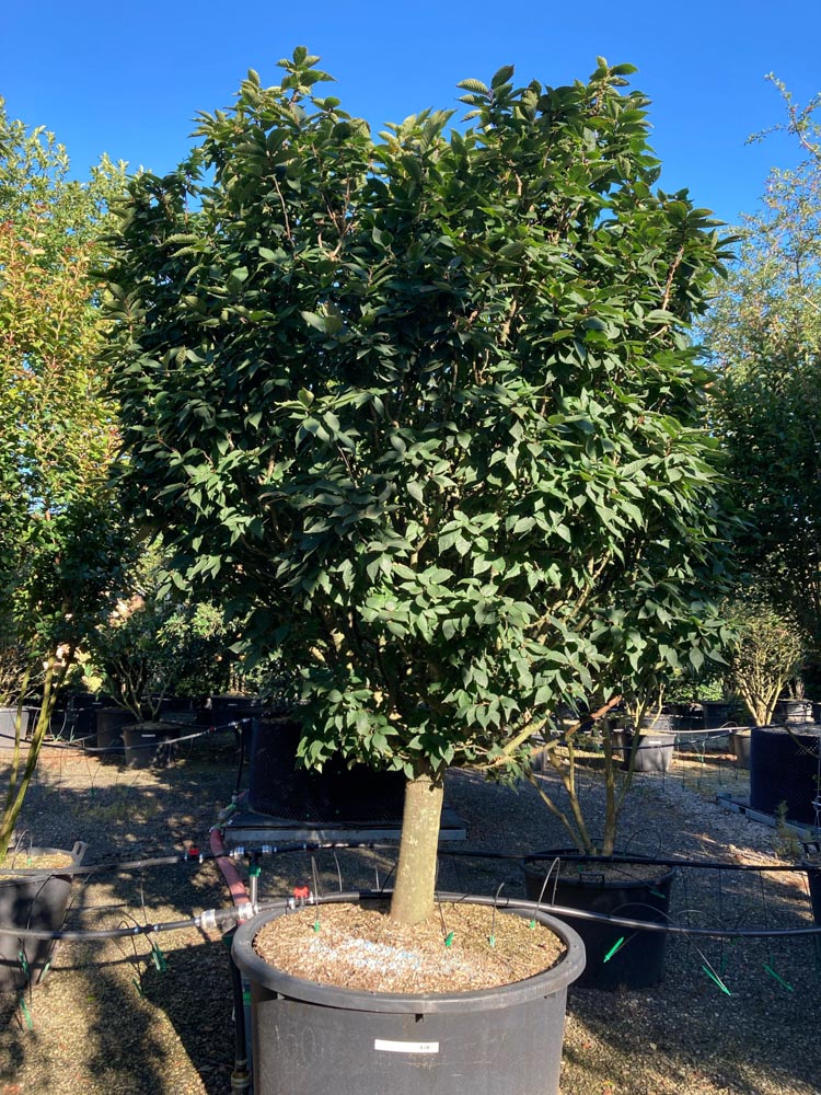 Zelkova serrata 'Goblin' Japanse zelkova ‘Goblin’ hoogte 200/250 cm in container