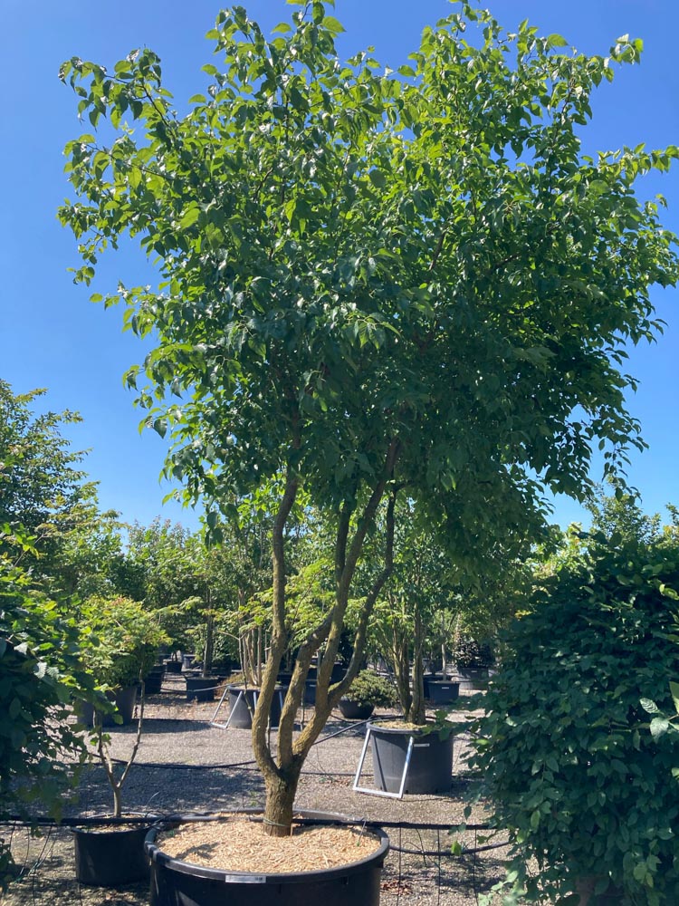 Maclura pomifera Osagedoorn hoogte 400/450 cm in container