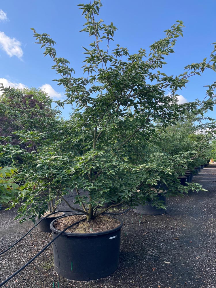 Cornus Venus Cornouiller fleuri ‘Venus’ hauteur 300/350 cm en conteneur