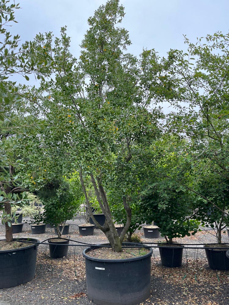 Quillaja saponaria Zeepboom hoogte 400/450 cm in container