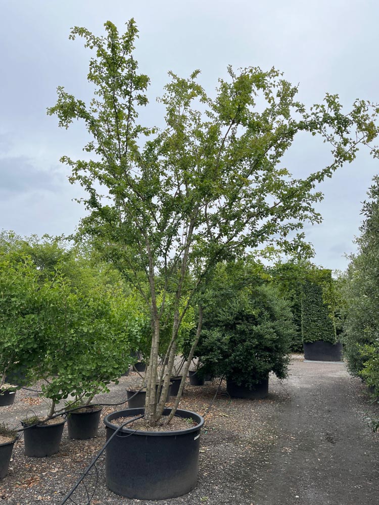 Crataegus media 'Paul's Scarlet' Aubépine ‘Paul's Scarlet’ hauteur 500/600 cm en conteneur