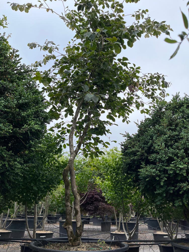 Hamamelis int. 'Jelena' Toverhazelaar ‘Jelena’ hoogte 450/500 cm in container