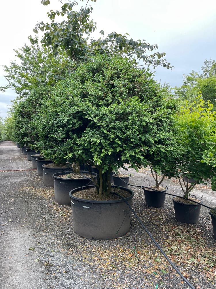 Buxus sempervirens Rotundifolia Grootbladige buxus hoogte 200/250 cm in container