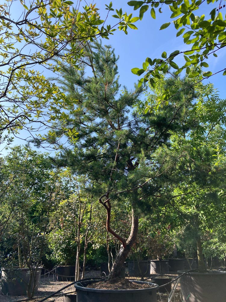 Pinus sylvestris Grove den hoogte 450/500 cm in container
