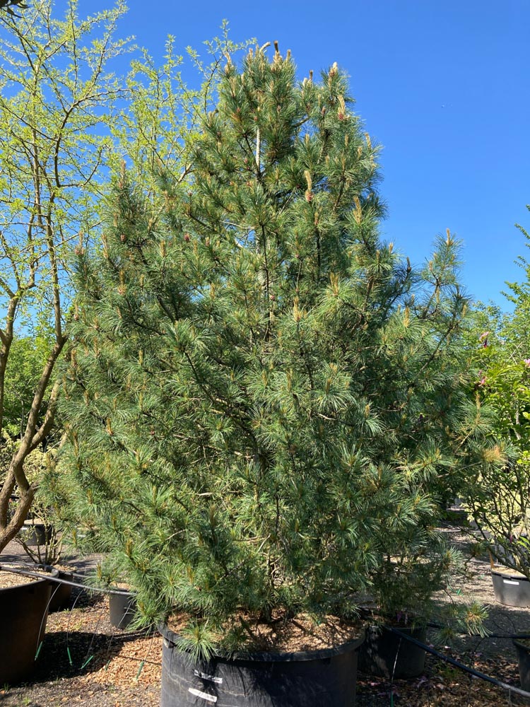 Pinus cembra Alpenden hoogte 350/400 cm in container