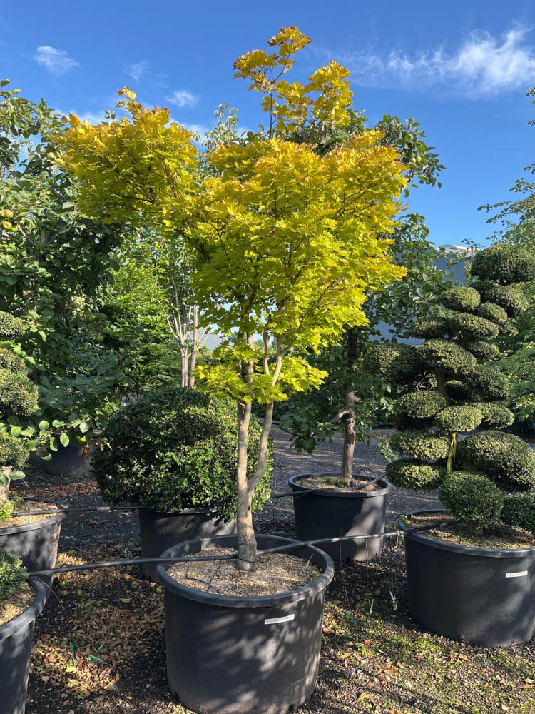 Acer shiras. 'Aureum' Gouden Japanse esdoorn hoogte 250/300 cm in container