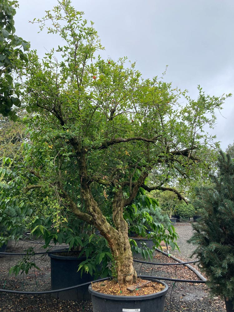 Punica granatum Granaatappel hoogte 250/300 cm in container