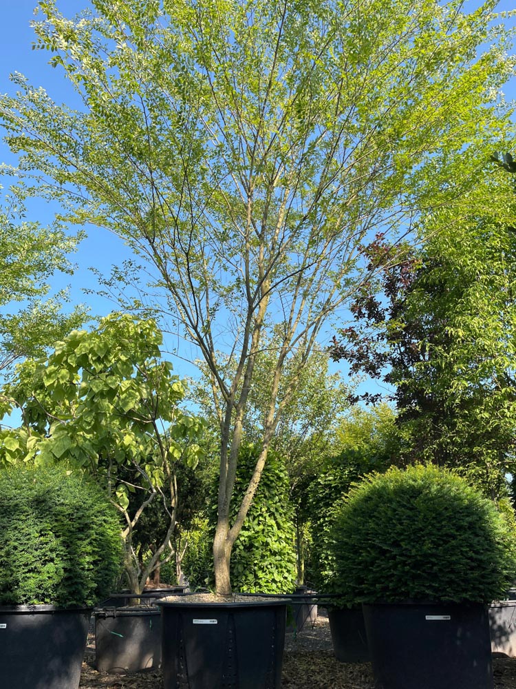 Ulmus parvifolia Chinese iep hoogte 500/600 cm in container