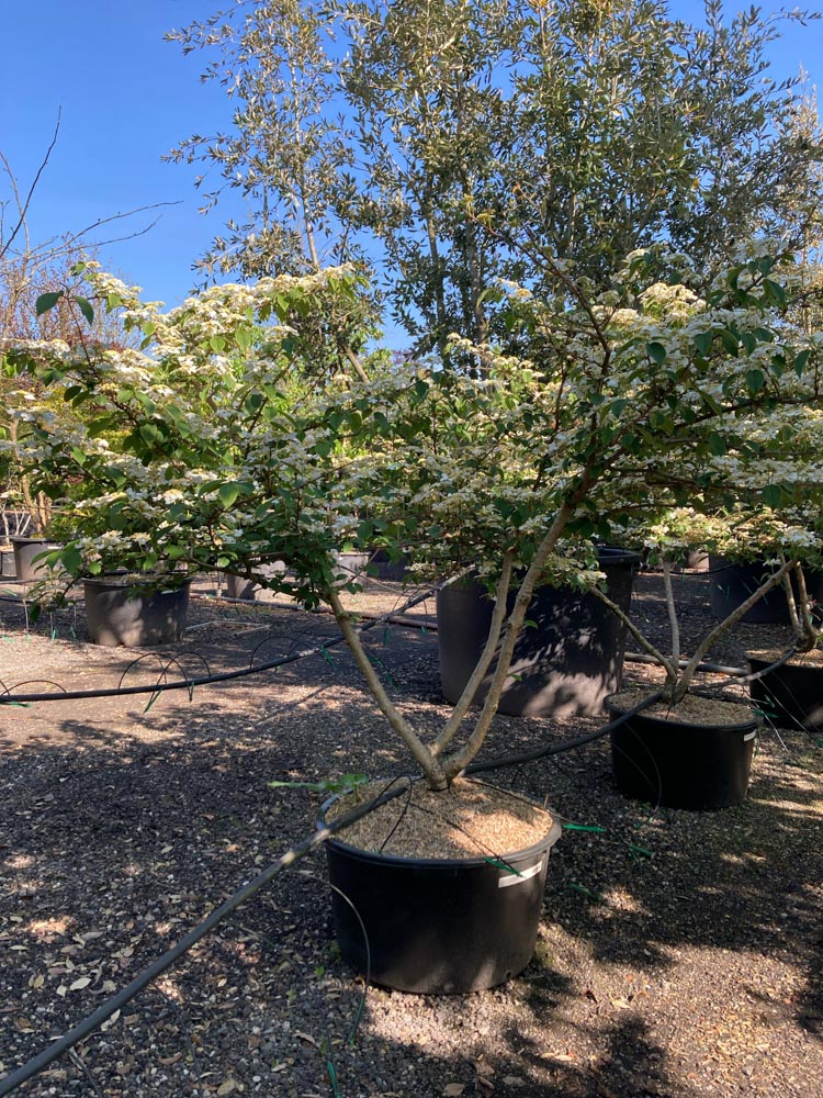 Viburnum plic. 'St Keverne' Japanse sneeuwbal ‘St Keverne’ hoogte 125/150 cm in container