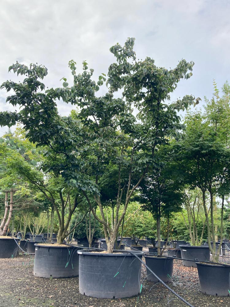 Cornus k. 'Robert's Selectie' Japanse bloemkornoelje ‘Robert’s Selectie’ hoogte 350/400 cm in container