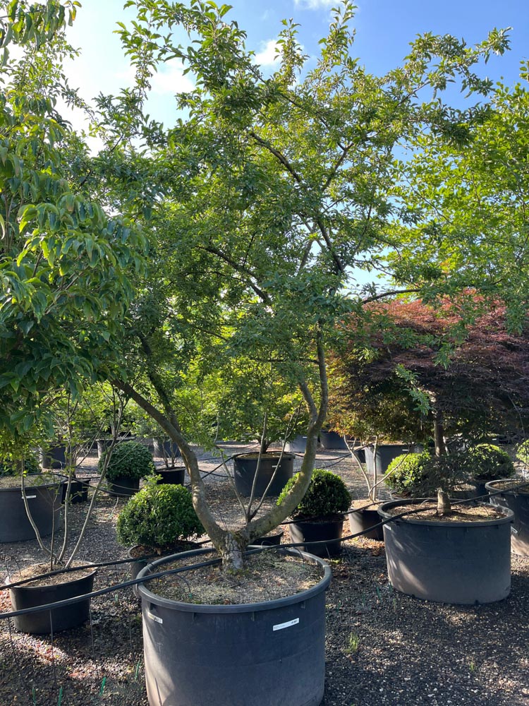 Malus toringo Theeappel hoogte 350/400 cm in container