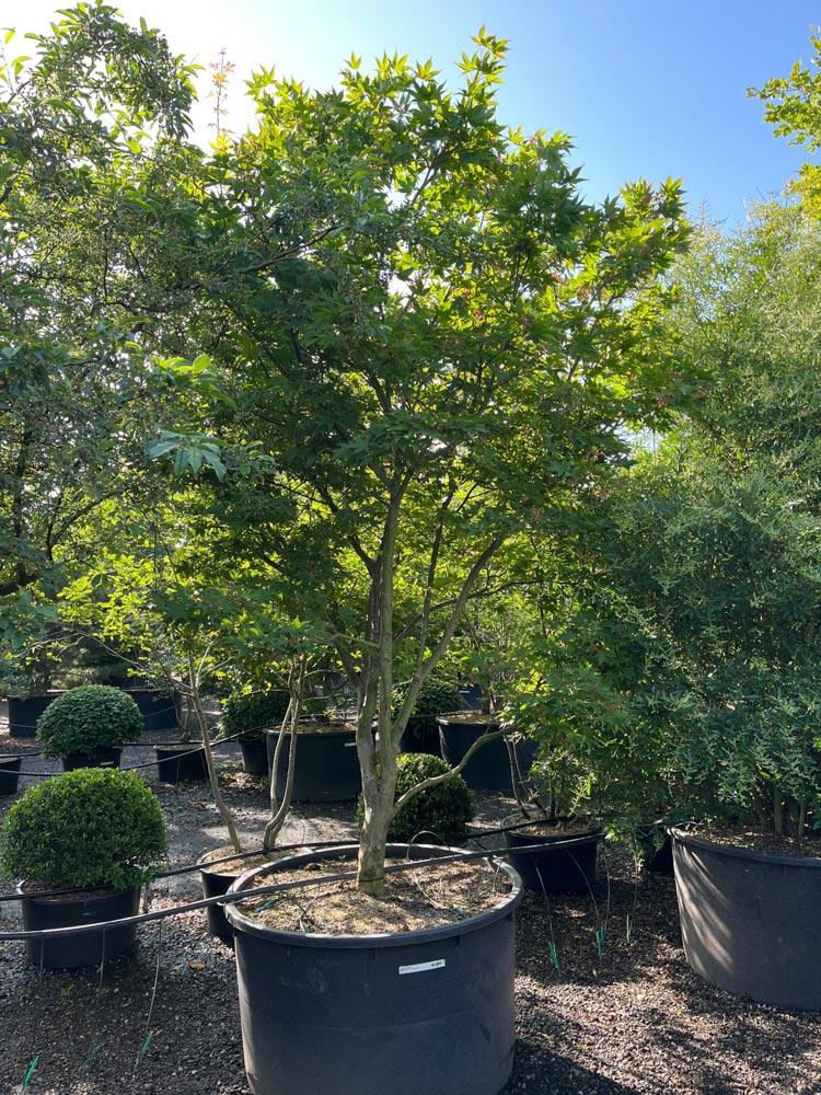 Acer p. 'Osakazuki' Japanse esdoorn ‘Osakazuki’ hoogte 250/300 cm in container