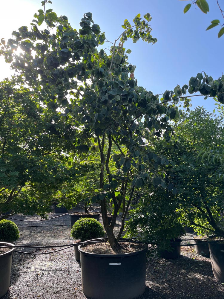 Hamamelis mollis Chinese toverhazelaar hoogte 350/400 cm in container