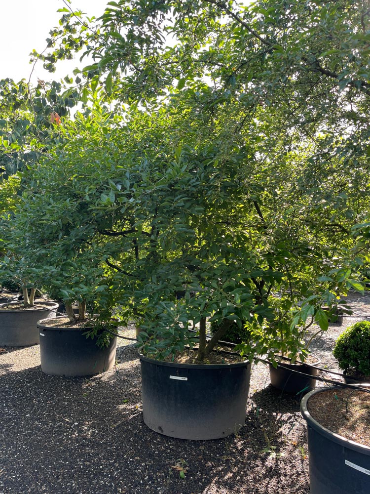 Ilex verticillata Amerikaanse hulst hoogte 200/250 cm in container