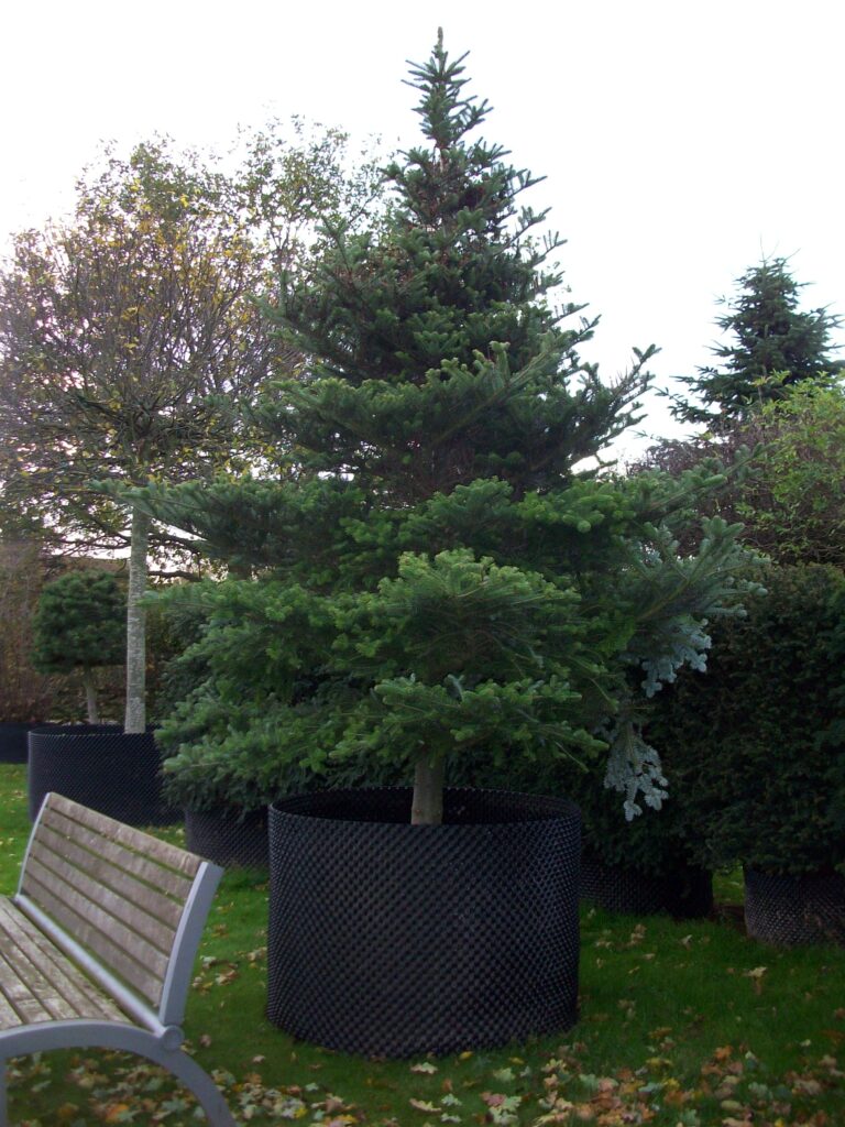 Abies Koreana H3.0-3.5m17-11-09 2